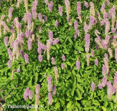 Sanguisorba hakusanensis